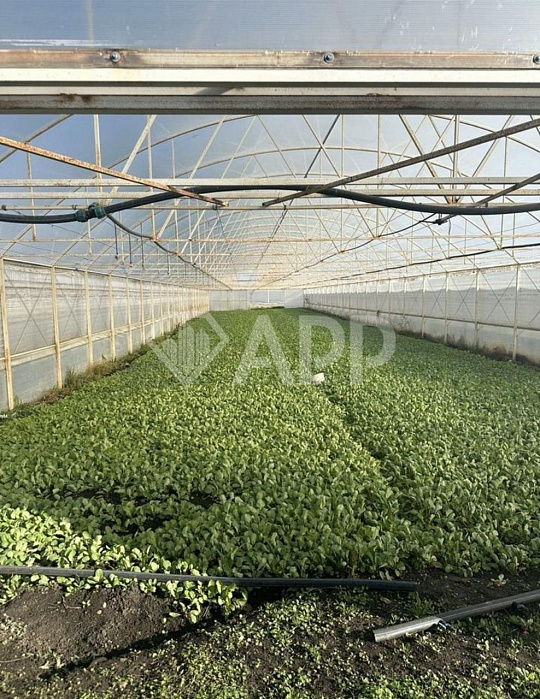 Продам тепличный комплекс, 7 100 м², земля 1.5 ГА фото