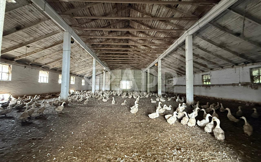 Продам помещение свободного назначения, 3 000 м², земельный участок с/х - 39 ГА фото