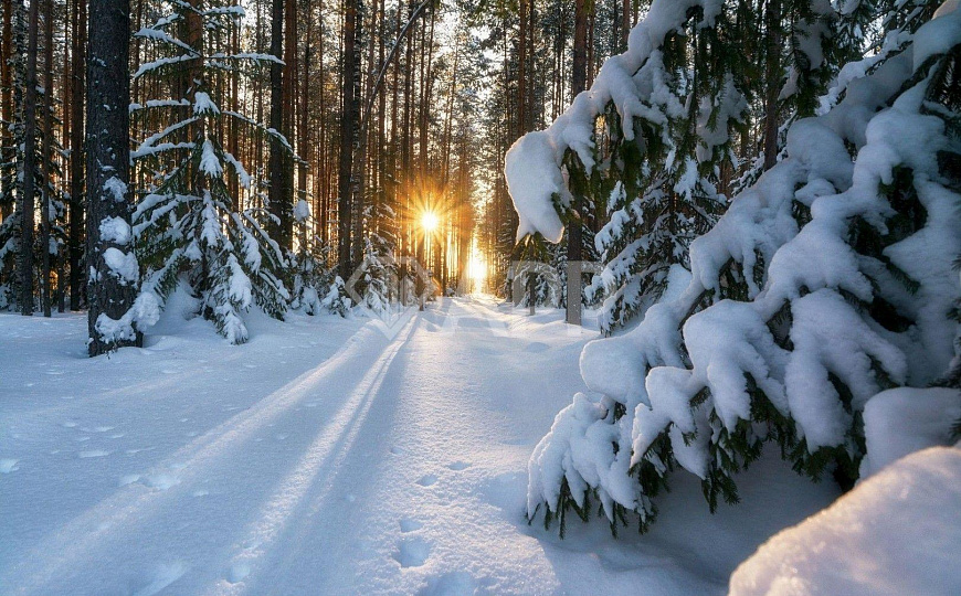 Посёлки Green Forest , спешите, еще есть свободные участки от 8 соток  ИЖС! фото